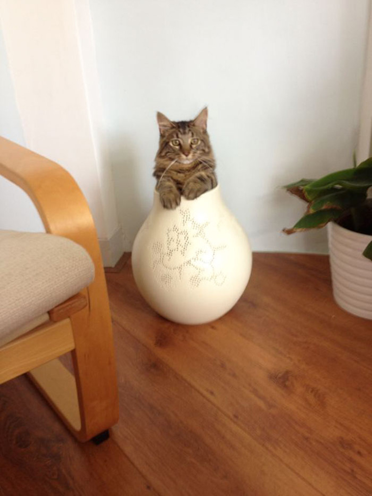 best i dont own cat moments