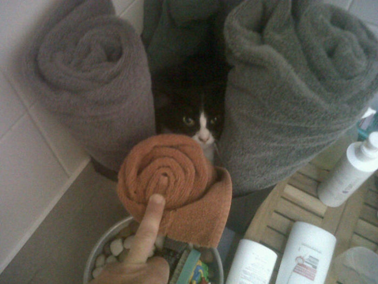 best i dont own cat moments