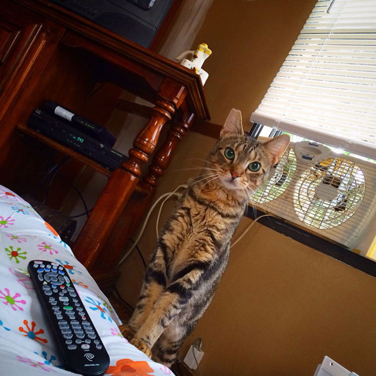 best i dont own cat moments