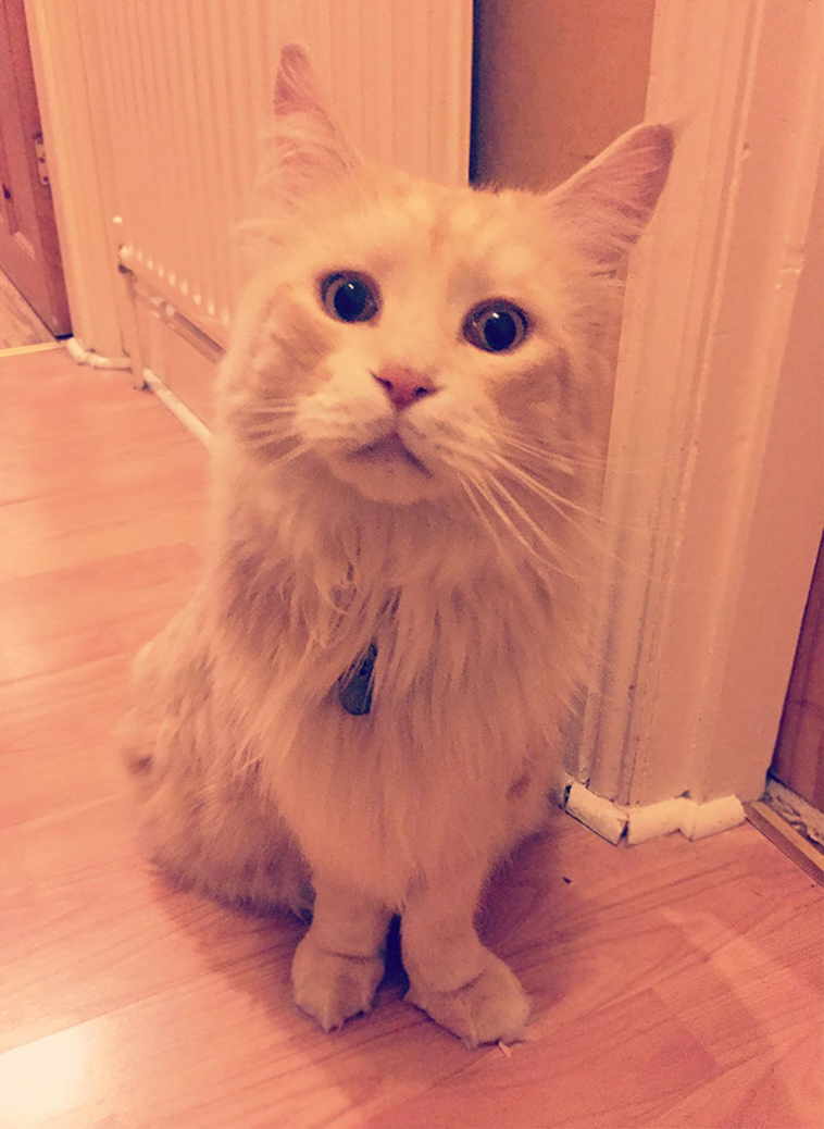 best i dont own cat moments