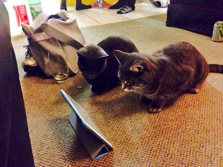 best i dont own cat moments