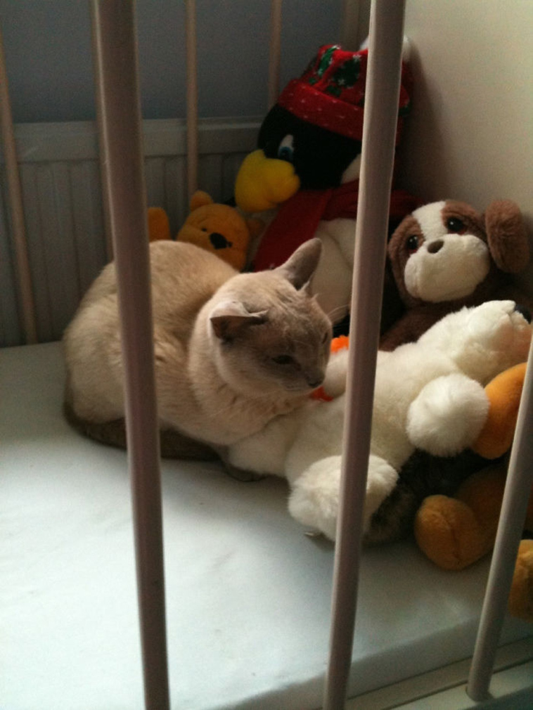 best i dont own cat moments