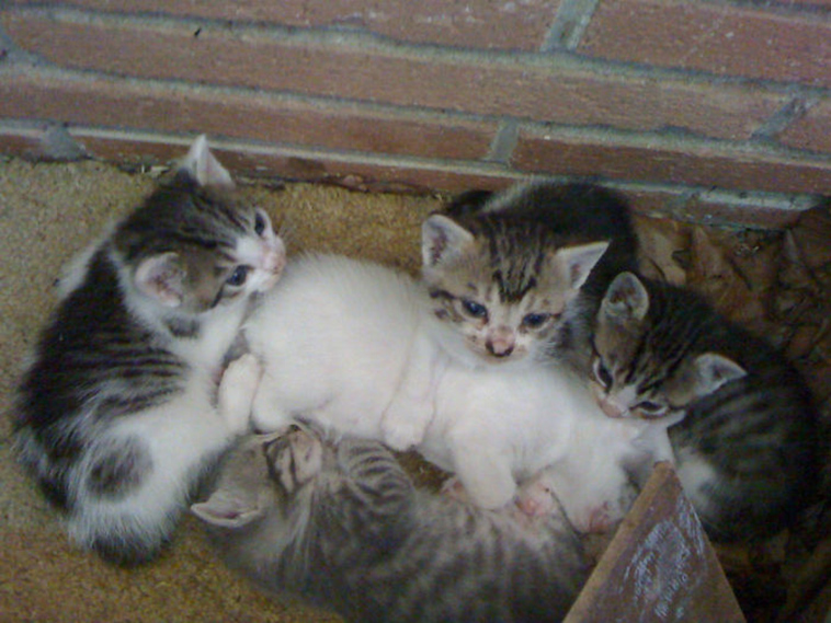 best i dont own cat moments