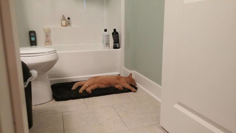 best i dont own cat moments