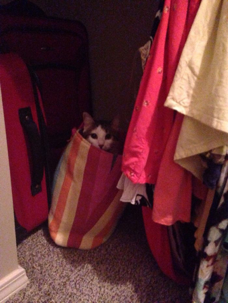 best i dont own cat moments