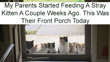 best i dont own cat moments