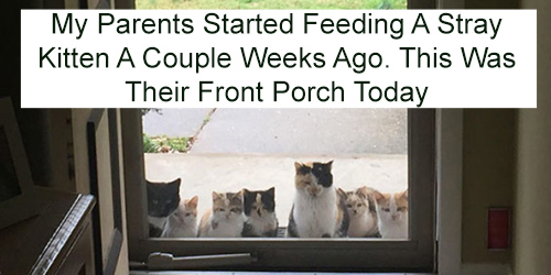 best i dont own cat moments