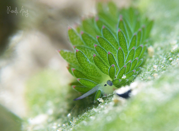 sea sheep leaf slug