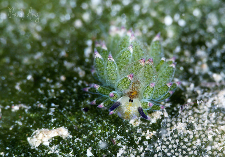 leaf sheep sea slug