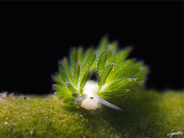 leaf slug