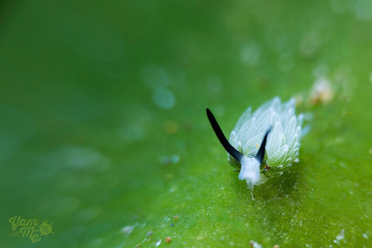 green leaf slug