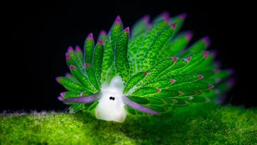 leaf sheep sea slug