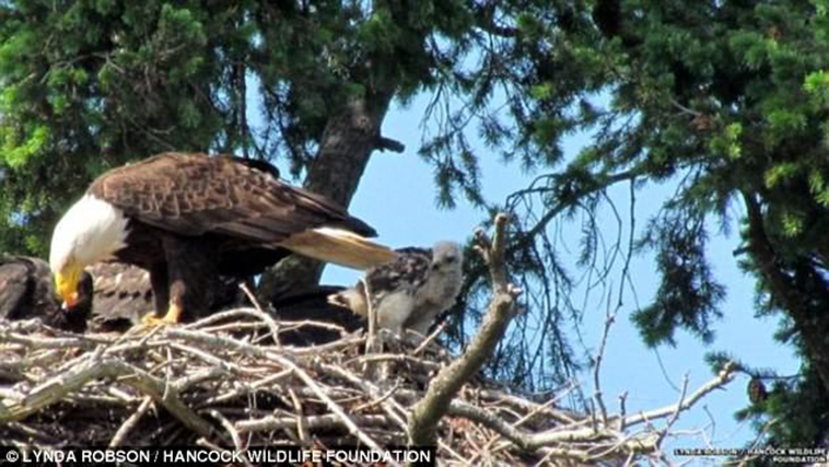 Eagles Adopt Baby Hawk
