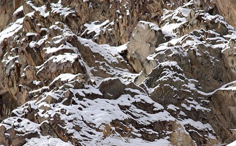 animal camouflage