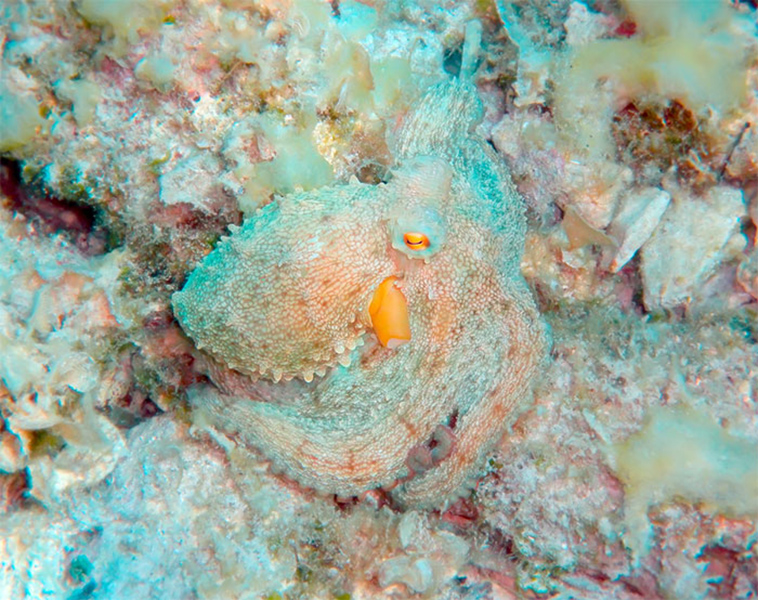 animal camouflage