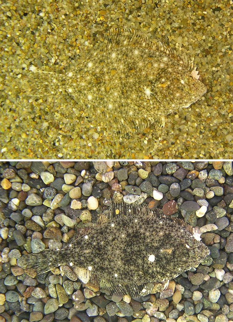 animal camouflage