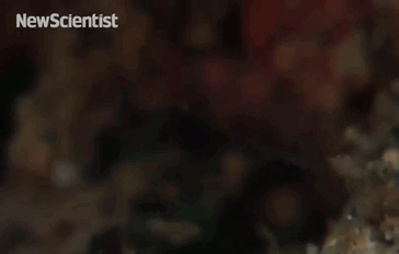 strange animals