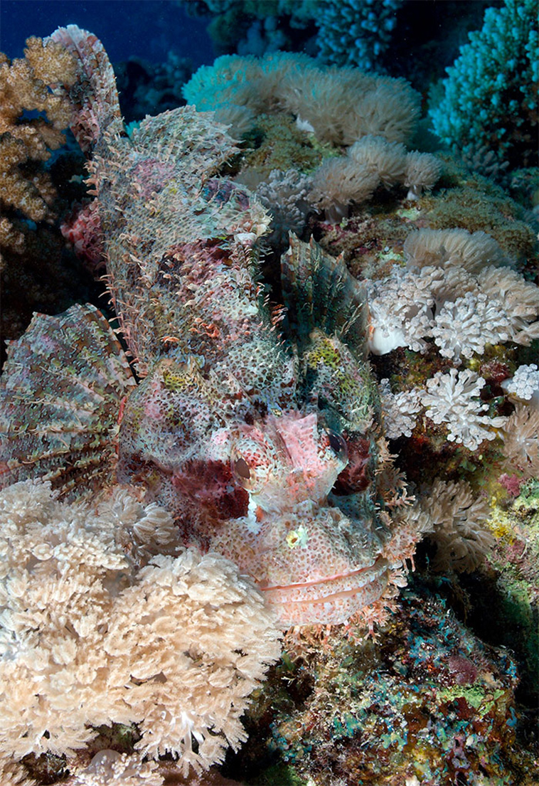 animal camouflage