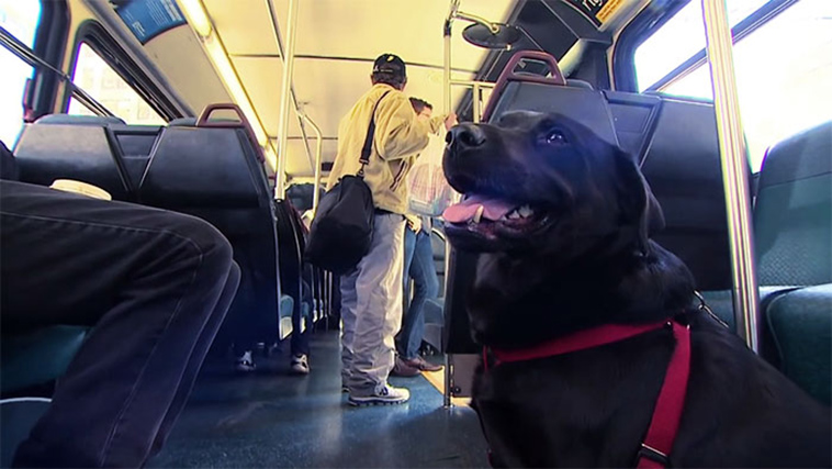 dog-rides-bus-seattle-eclipse