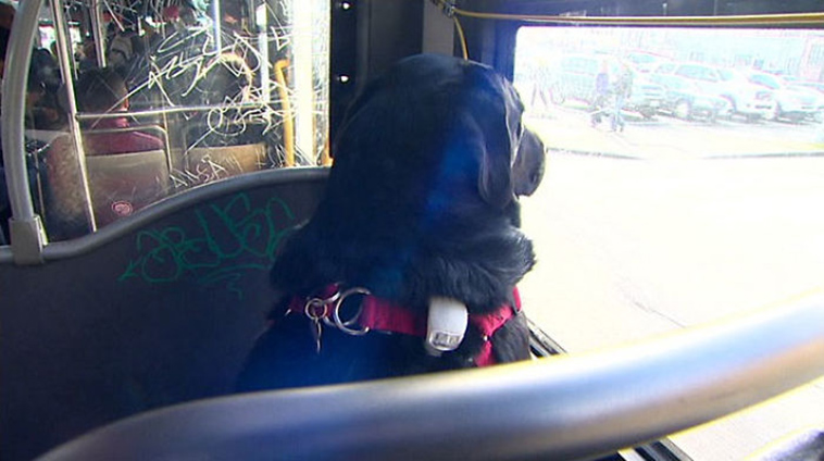 dog-rides-bus-seattle-eclipse