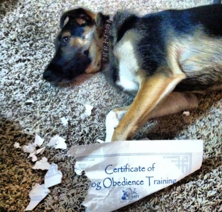 funny-examples-irony