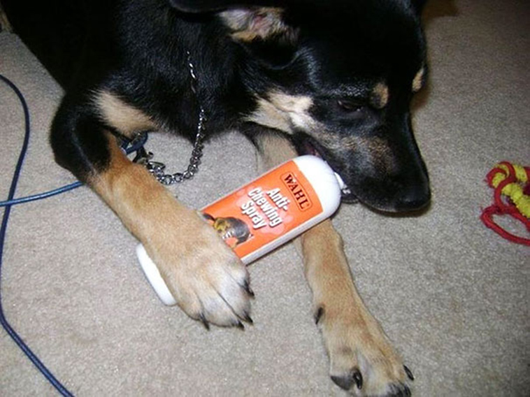 funny-examples-irony