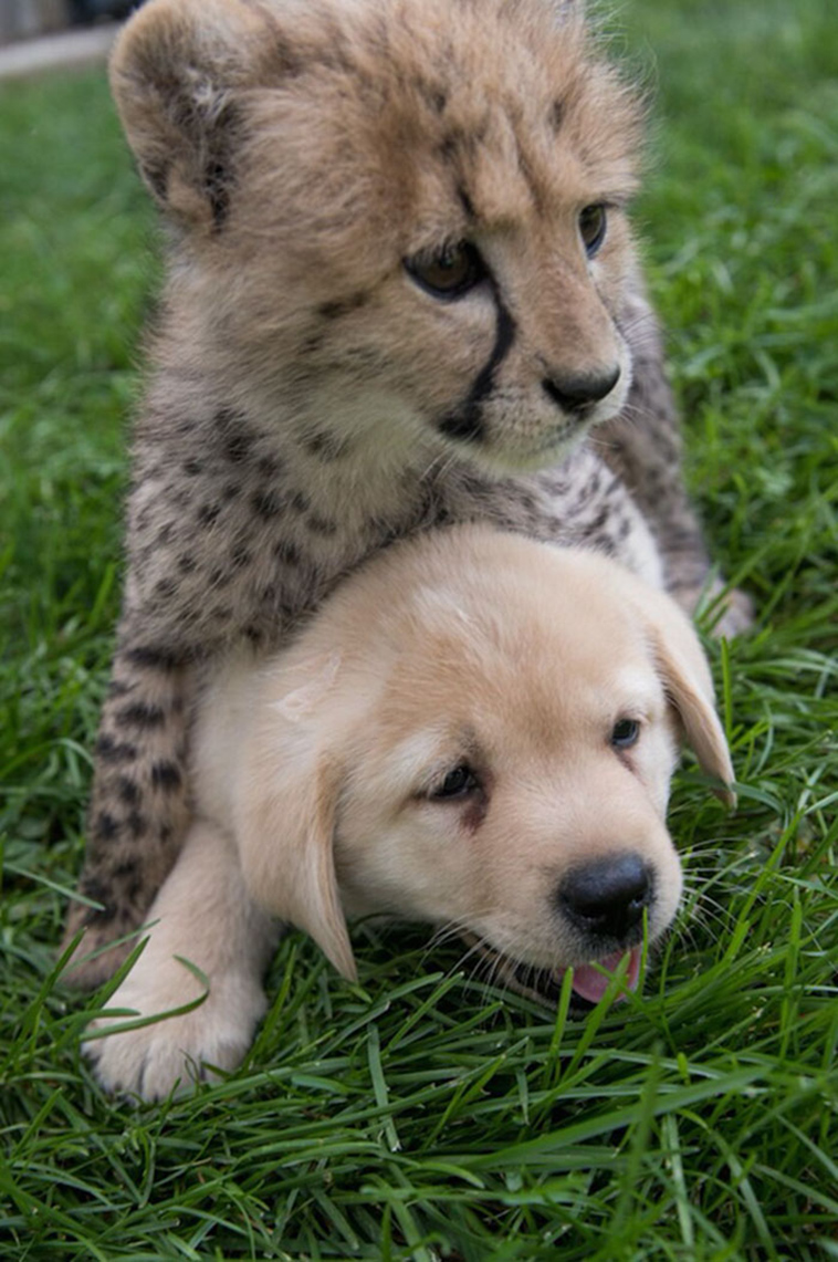 nervous-cheetahs-support-dogs