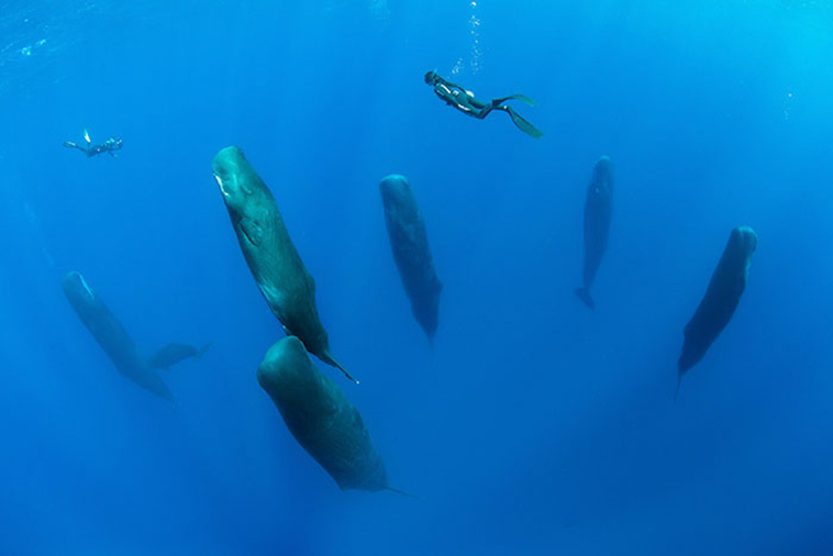 sperm-whales-sleep