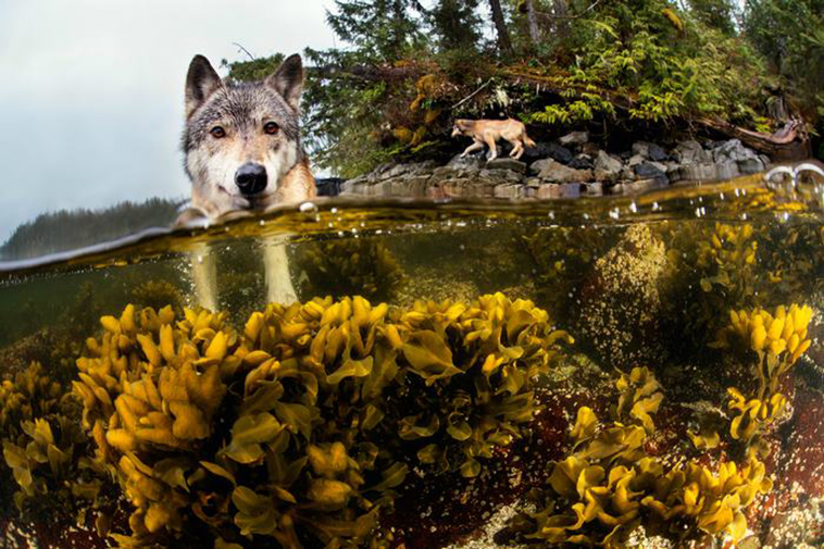 swimming-sea-wolves