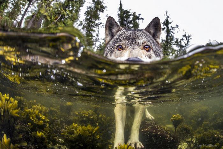swimming-sea-wolves
