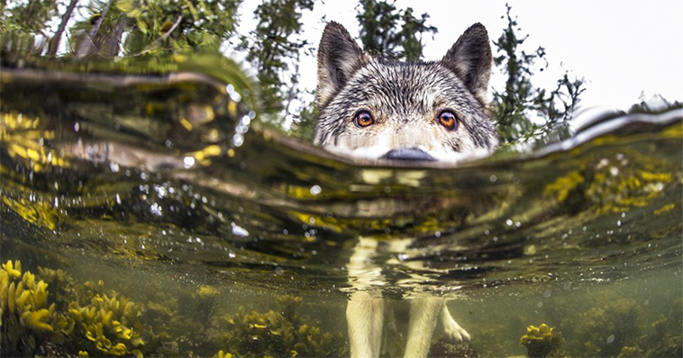 swimming-sea-wolves