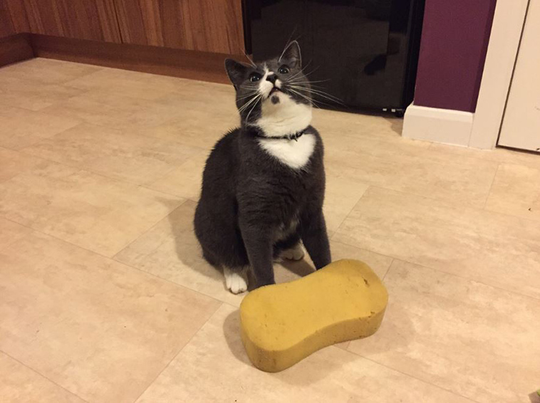 cat-bringing-sponges