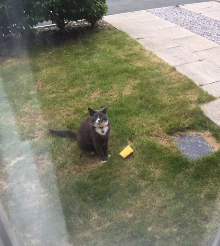 cat-bringing-sponges