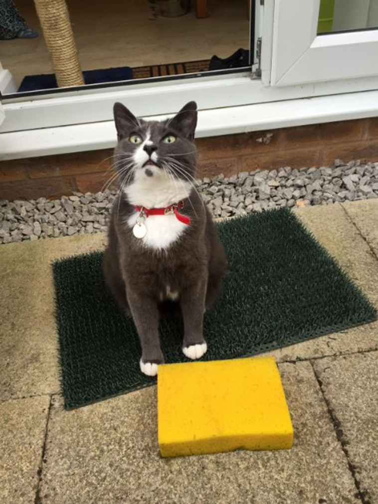 cat-bringing-sponges