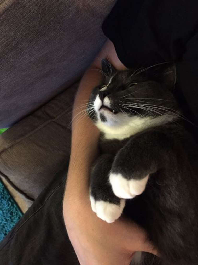 cat-bringing-sponges