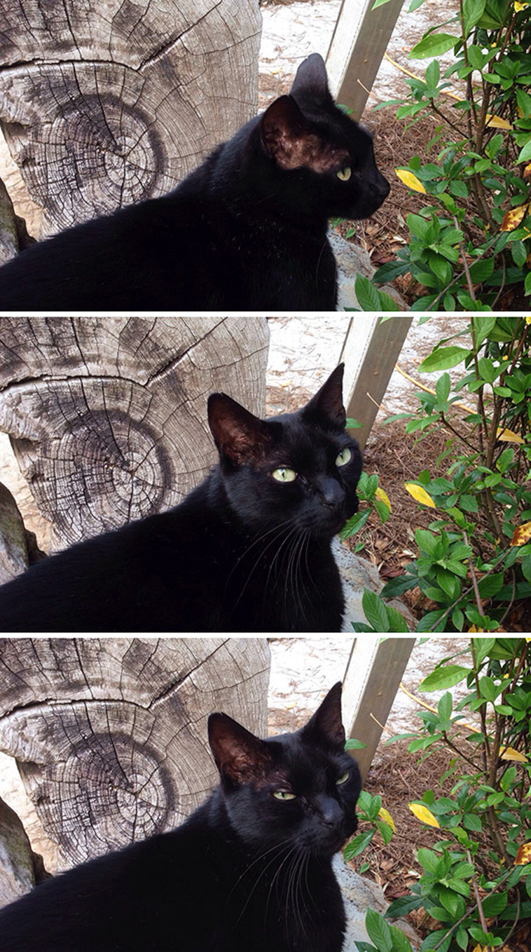 cats-hate-selfies
