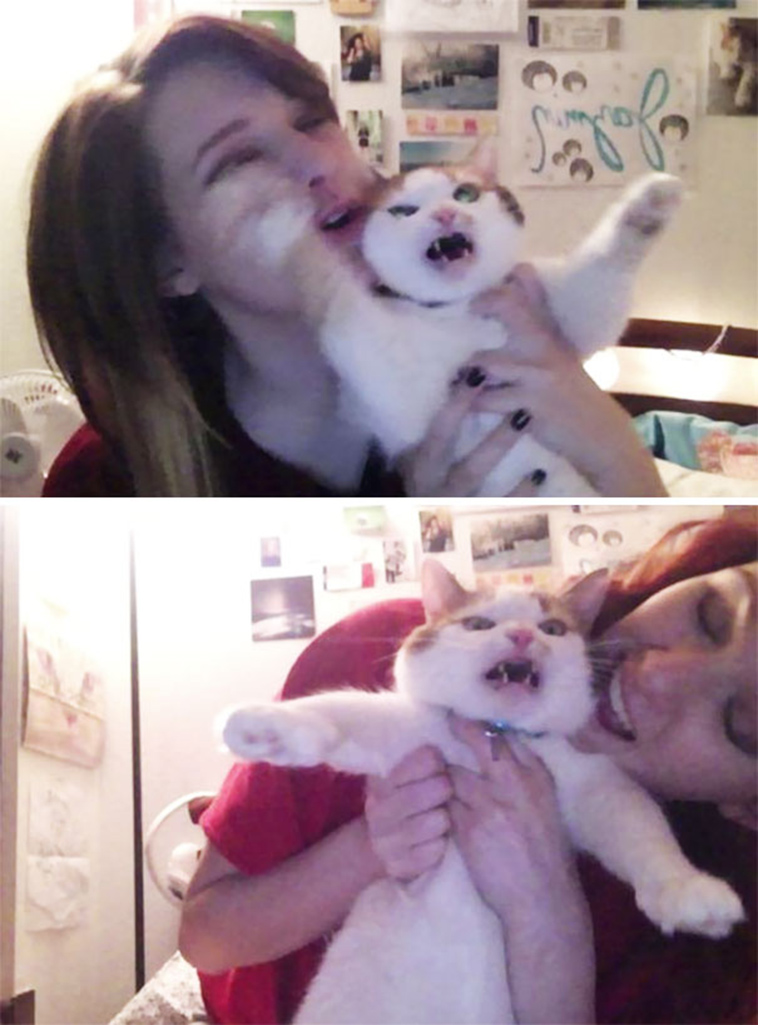 cats-hate-selfies