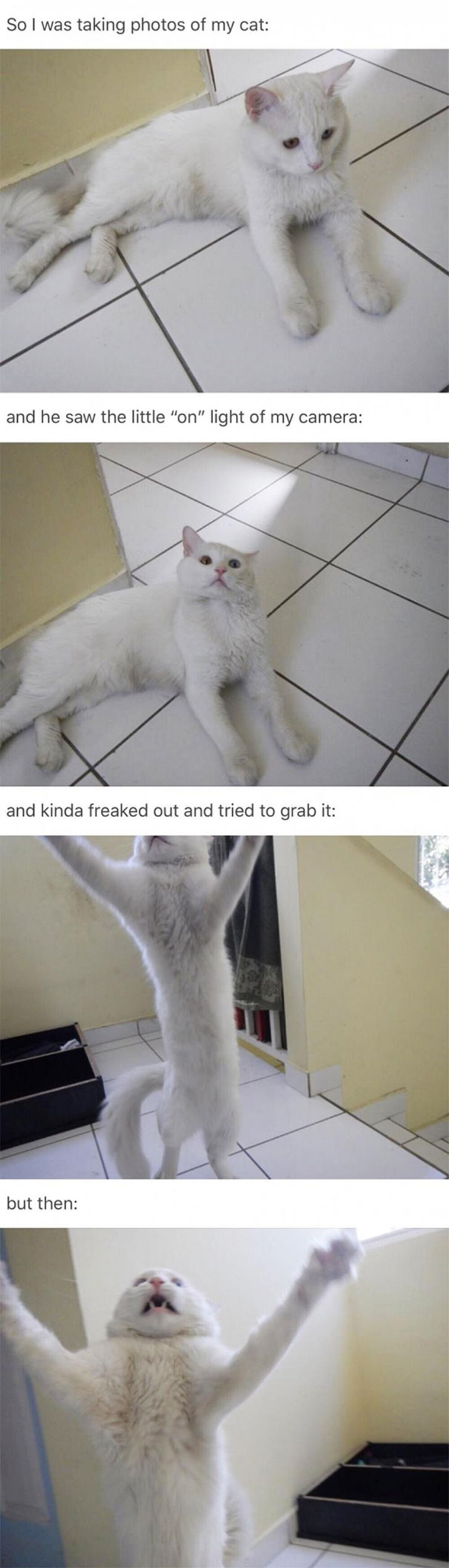 cats-hate-selfies