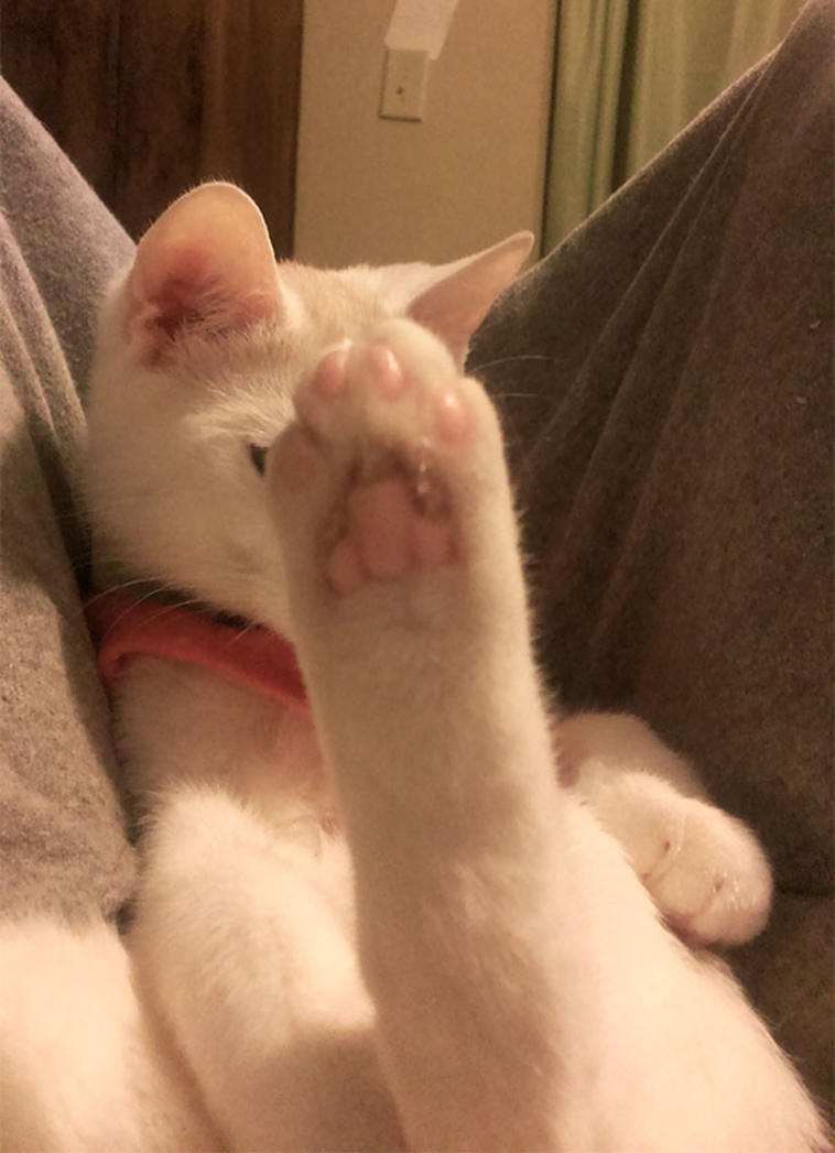 cats-hate-selfies