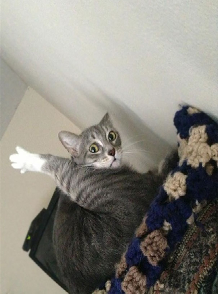 cats-hate-selfies
