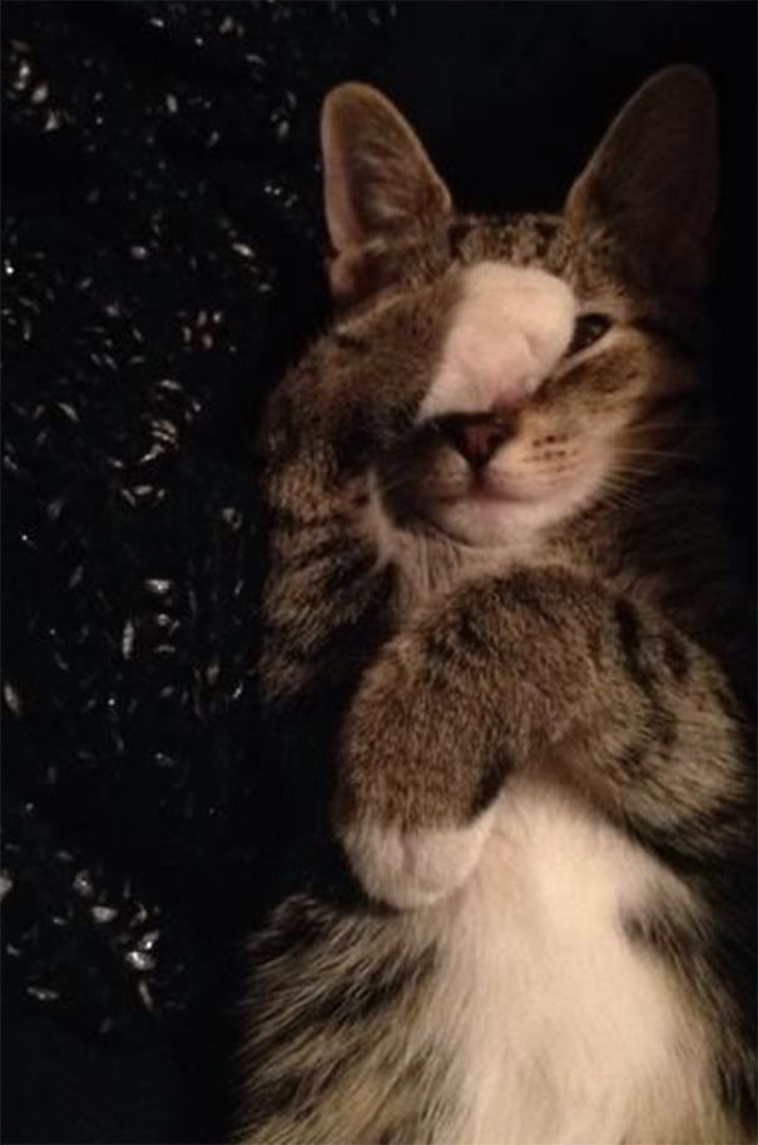 cats-hate-selfies