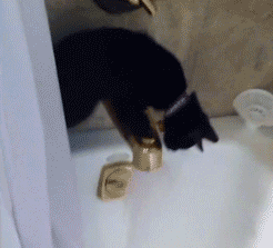funny-cat-fails