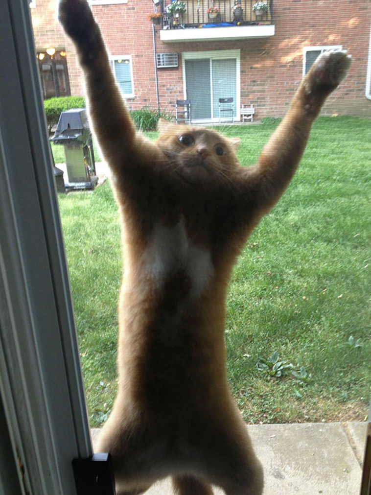 funny-cat-fails
