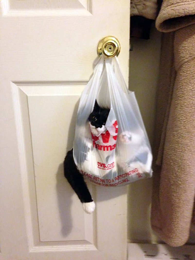 funny-cat-fails