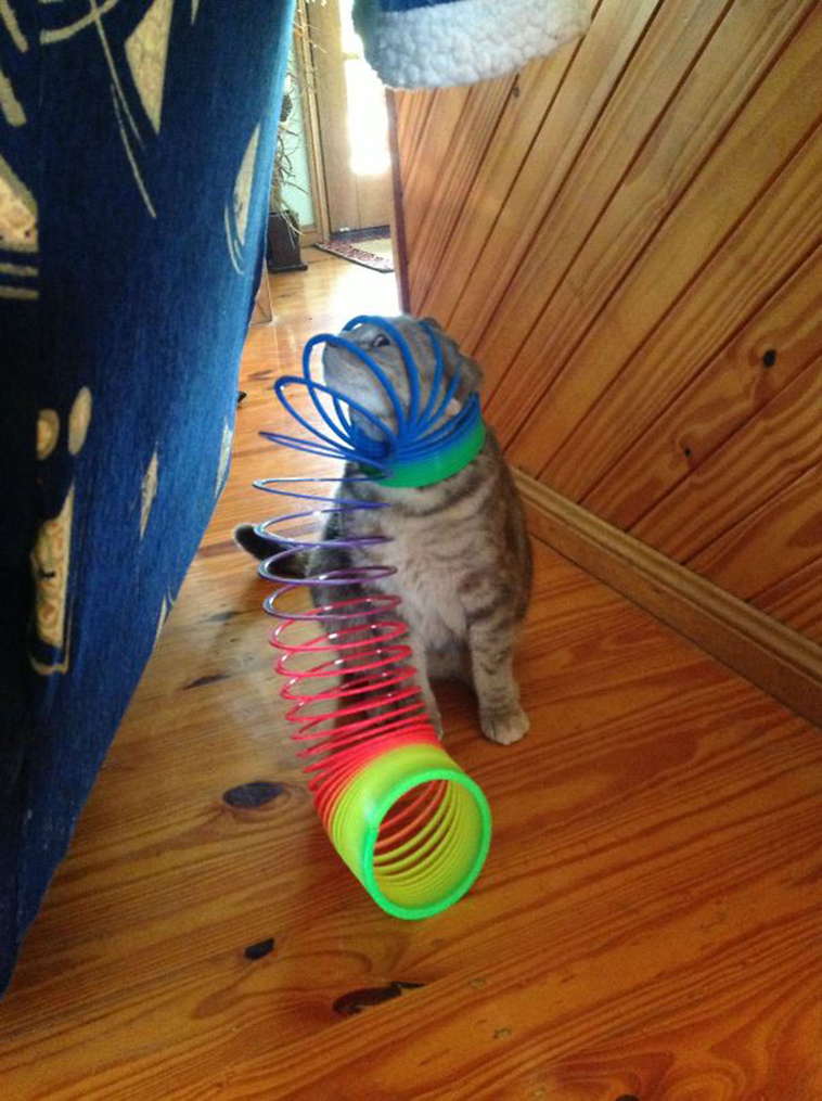 funny-cat-fails