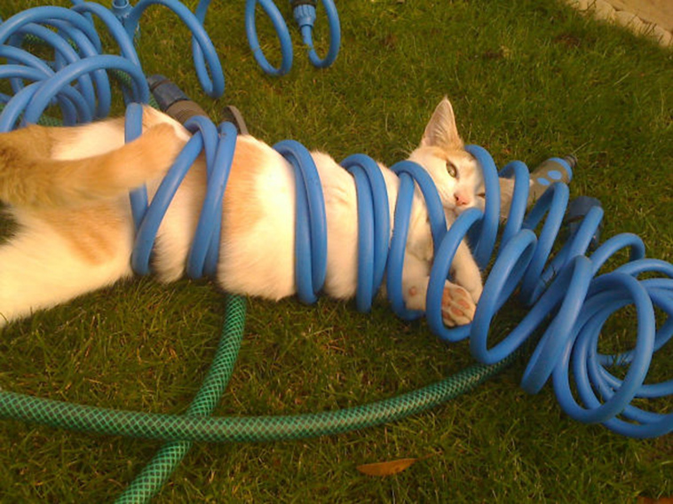 funny-cat-fails