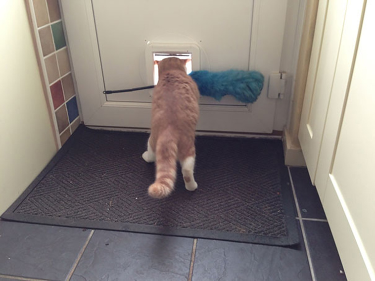 funny-cat-fails