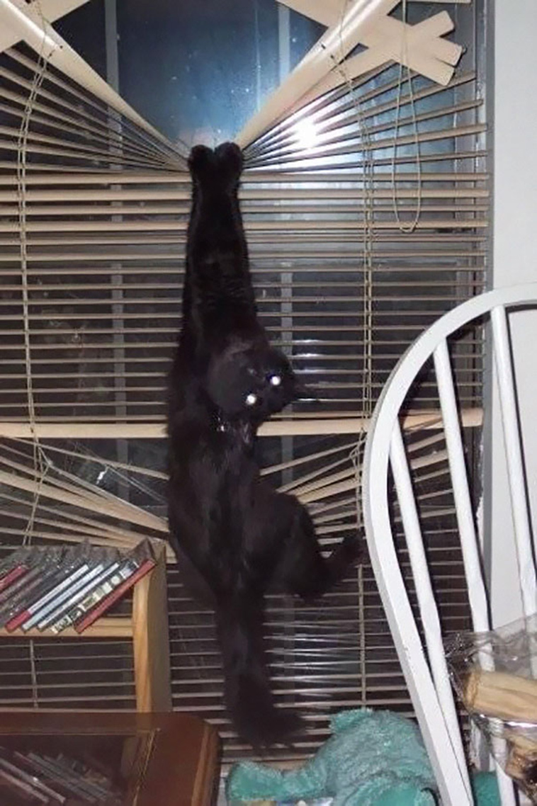 funny-cat-fails