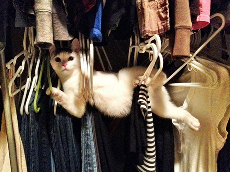 funny-cat-fails