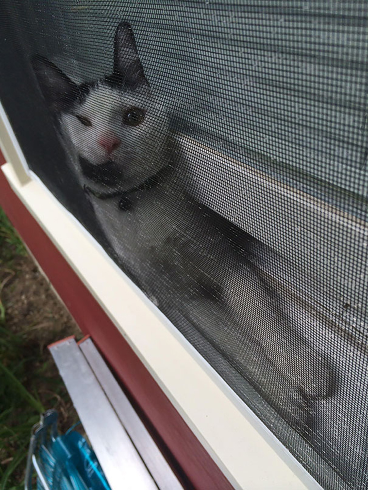 funny-cat-fails